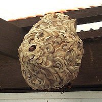 特徴的なスズメバチの巣