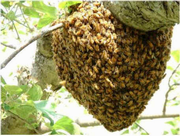 ミツバチの分蜂