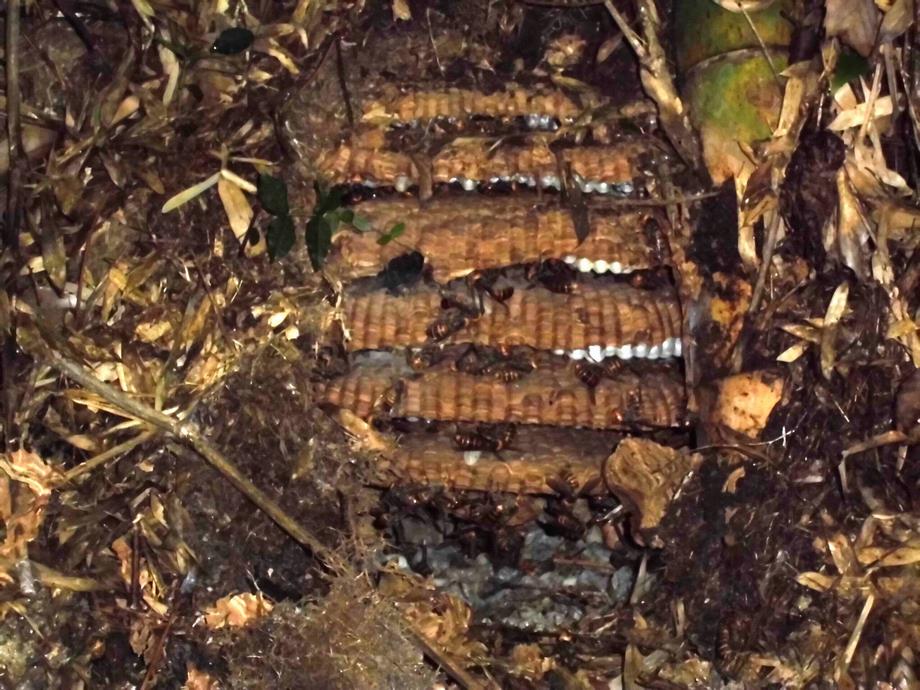 地中にできたスズメバチの巣