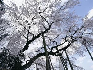奥山田のしだれ桜の写真