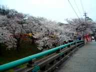 岡崎の桜まつり昼間の写真