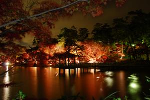 東公園もみじの夜のライトアップの写真